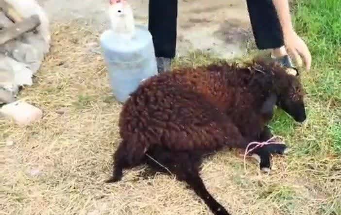 قربانی گوسفند