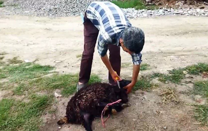 قربانی گوسفند